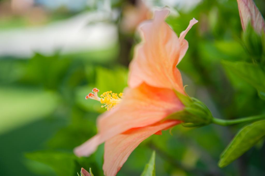 Oniro Studios Zakynthos Island ภายนอก รูปภาพ